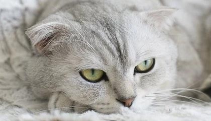 内江伴游，定制QQ：3494206190微信：act1322